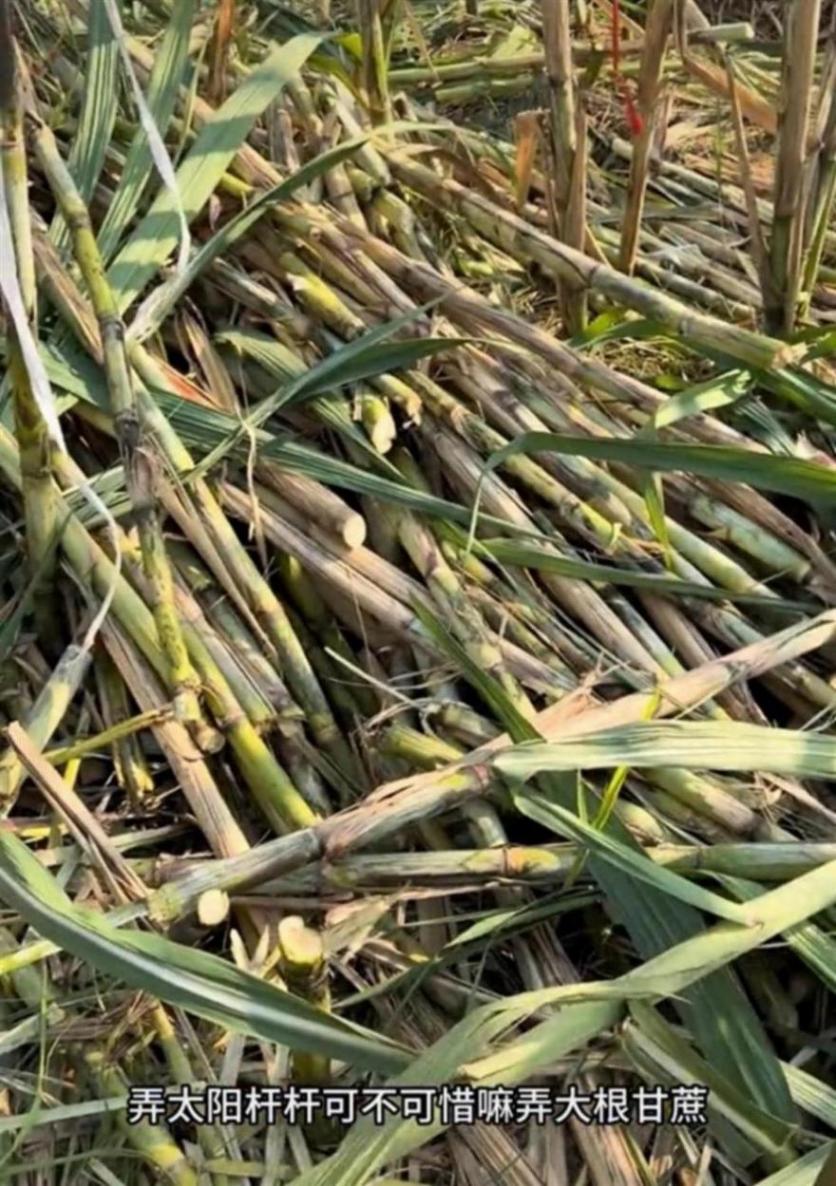 四川“甘蔗哥”增設2.99元入場費后,地里仍來了上千游客,“偷甘蔗”被逮到的人要當眾表演才藝,不少大學生免費做志愿者“抓人”