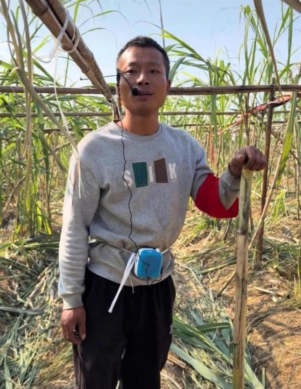 四川“甘蔗哥”增設2.99元入場費后,地里仍來了上千游客,“偷甘蔗”被逮到的人要當眾表演才藝,不少大學生免費做志愿者“抓人”